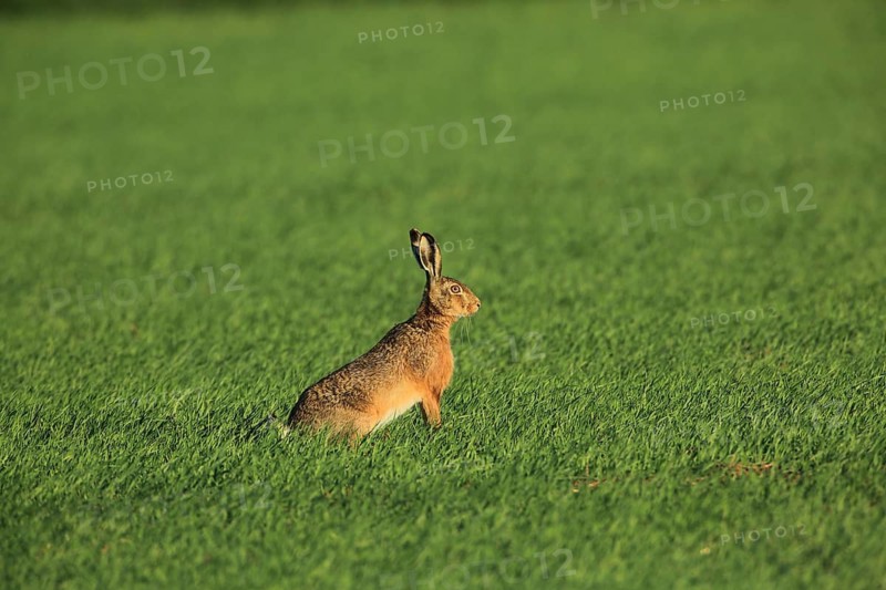 A hare sits alone in a vast, green field beneath a clear sky, a European hare (Lepus europaeus) sits in a green meadow, Mannheim, Baden-Württemberg, Germany