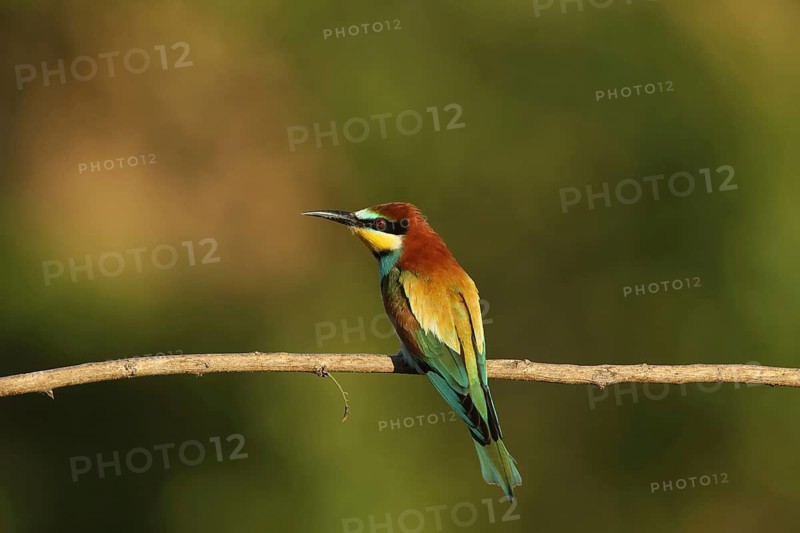 A bird sits alone on a branch, surrounded by natural scenery: a bee-eater (Merops apiaster), Palatinate, Germany