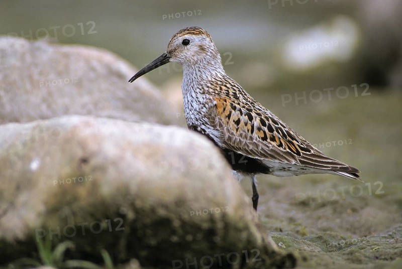 Alpine sandpipers, Calidris alpina, Dunlin, birds, breeding plumage, charadriiformes, humor, leo, limikolen, magnificent dress, snipe birds, scolopacidae, birds, waders, waders