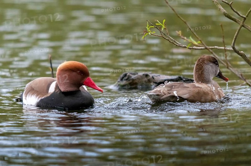 Common duck, netta rufina, red-crested pochard, anatidae, birds, ducks, ducks, ducks, female, male, male, birds, waterbirds, waterbirds, female