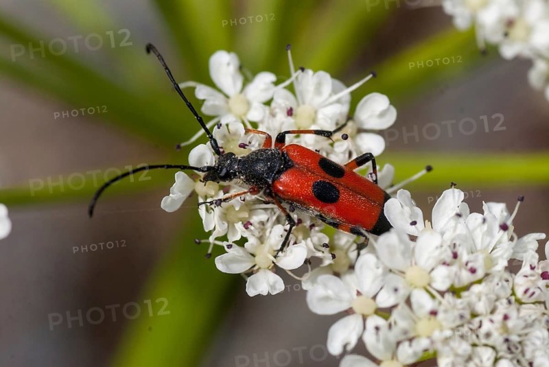 Longhorn beetle spec., Nustera distigma, beetle, longhorn beetle, Extremadura, insects, beetles, Spain