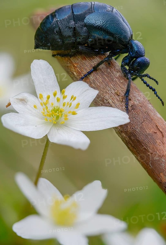 Anemone nemorosa, blue mayworm, bush anemone, buttercup, mayworm, meloe cf violaceus, meloid beetle, ranunculaceae, purple oil beetle, beetle, coleoptera, flora, high size, portrait, insects, beetles, oil beetle, plants, plants, thimbleweed, windflower, wood wood anemone, oil beetle