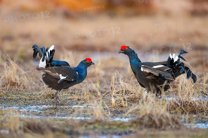 Black grouse (Lyrurus tetrix), black grouse courtship in Sweden, Fågelsjö, Gävleborgs län, Sweden