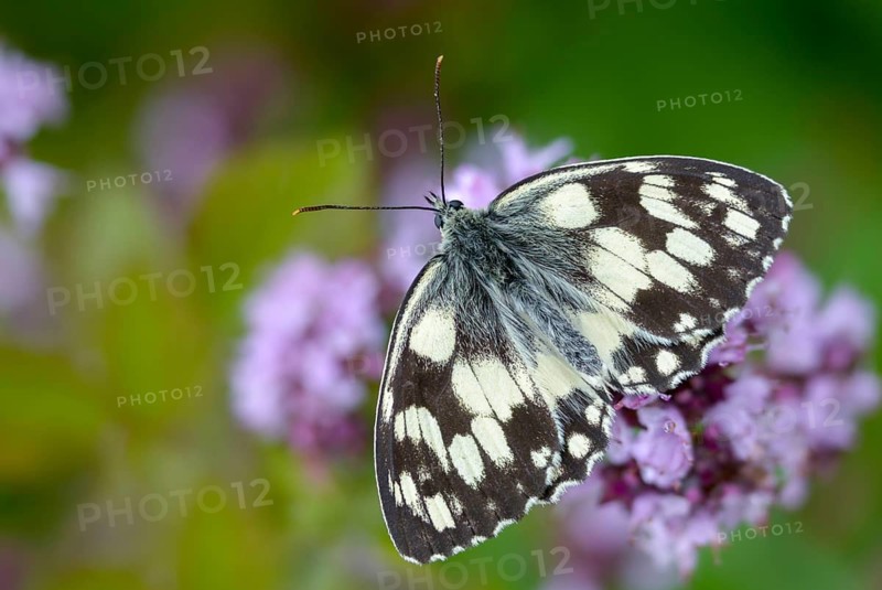 Board game, women's board, marbled white, melanargia galathea, checkerboard, butterfly, insects, butterfly, butterflies, butterflies, butterflies