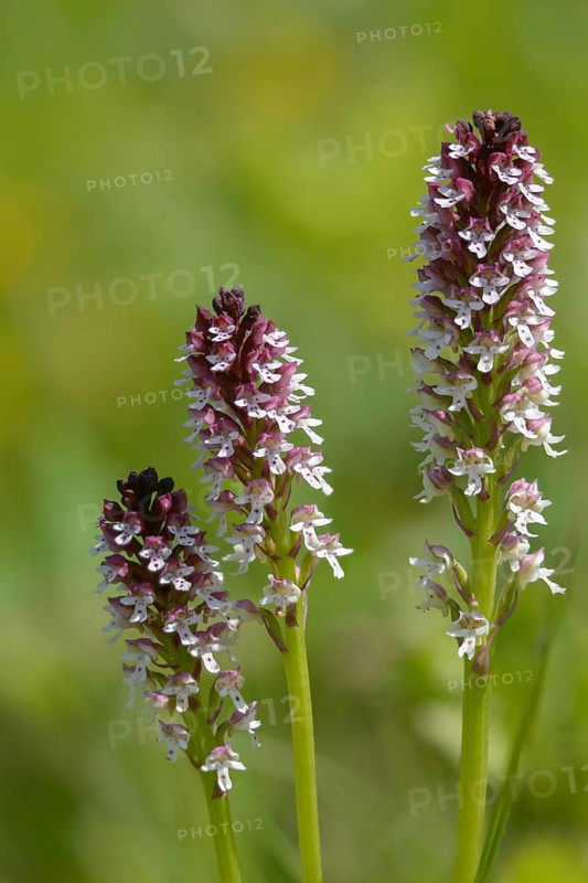 Fireboywort, Neotinea ustulata, orchidaceae, orchids, orchid family, orchis ustulata, burnt orchid, burnt-tip orchid, flora, high size, vertical format, plants, plants