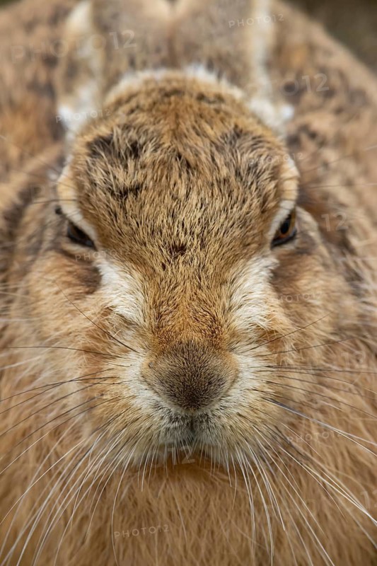 European brown hare (Lepus europaeus) adult animal head portrait, England, United Kingdom