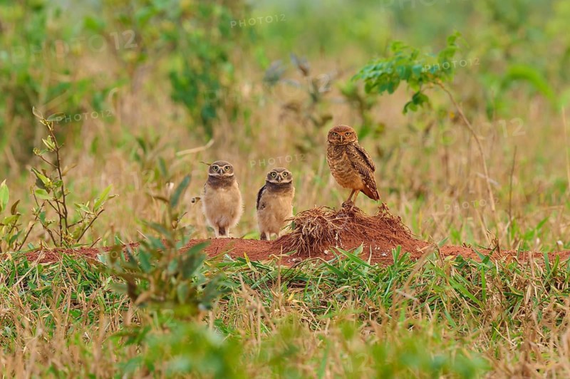Three owls two young birds standing on a mound in a dense grass field surrounded by green vegetation, Burrowing Owl (Athene cunicularia), Bonito, Pantanal, Mato Grosso do Sul, Brazil