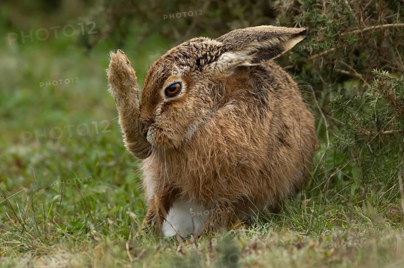 European brown hare (Lepus europaeus) adult animal washing its foot in grassland, England, United Kingdom