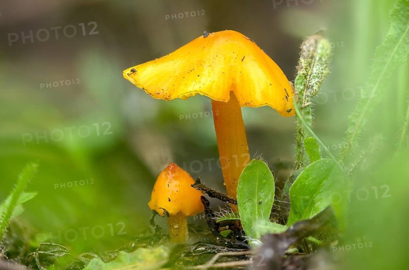 Brandenburg, broad-spored sapling, Germany, hygrocybe acutoconica, hygrocybe persistens, Konrad's sapling, Nabu, Nabu project, national natural heritage, natural paradise Grünhaus, persistent waxcap, saffron yellow sapling, pointed sapling, post-mining landscape, fungi, fungus, green house, mushrooms