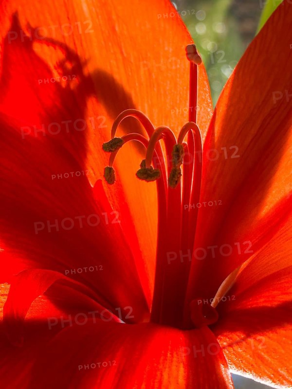 Belladonna lily (Amaryllis belladonna)