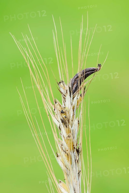Ear of rye (Secale cereale) with ergot (Claviceps purpurea), North Rhine-Westphalia, Germany