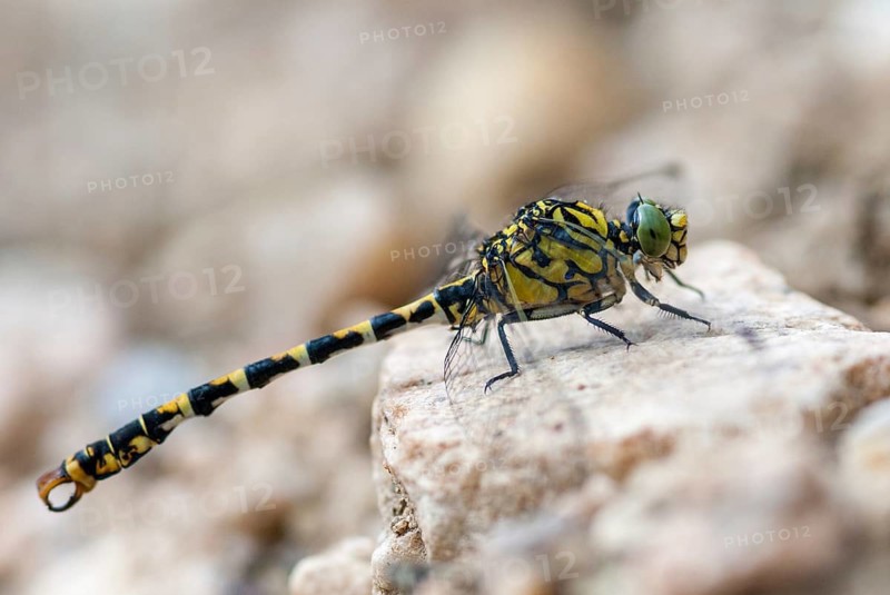 Green-eyed hook-tailed dragonfly, green-eyed hooktail, small pincertail, dragonfly, onychogomphus forcipatus, small pincertail, anisoptera, Bulgaria, damselflies, dragonflies, insects, dragonflies, odonata