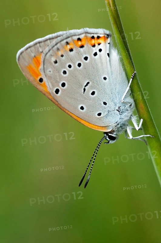 Large fire butterfly, large copper, lycaena dispar, butterfly, high size, portrait format, insects, butterfly, butterflies