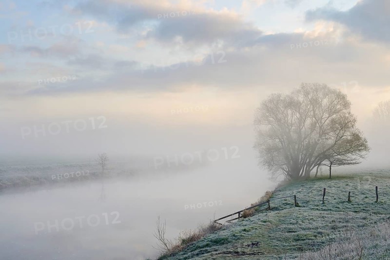 A meadow covered in hoarfrost and silver willow (Salix alba) on the banks of the River Lippe in the morning mist, North Rhine-Westphalia, Germany