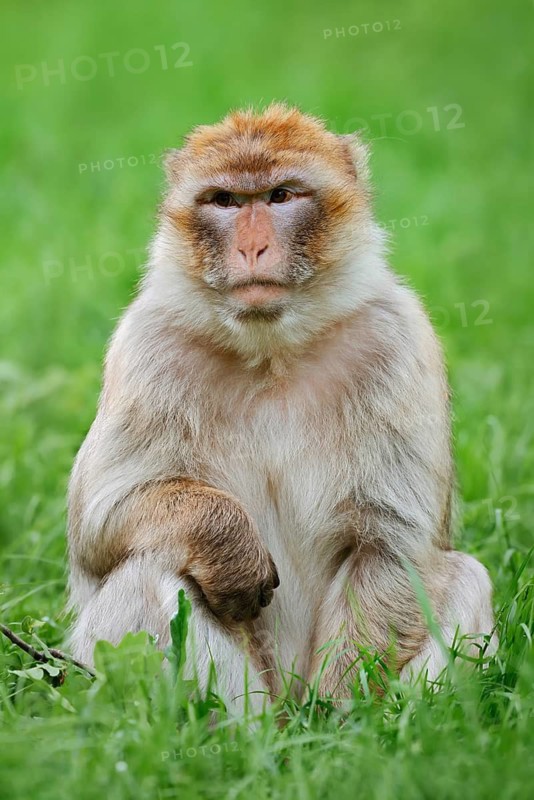 Barbary macaque or magot (Macaca sylvanus) sitting in a meadow, occurring in Morocco, Algeria and Gibraltar