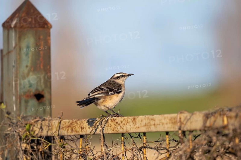 Campos mockingthrush (Mimus saturninus), a songbird, perched on a rusty brown fence, Buenos Aires, Argentina