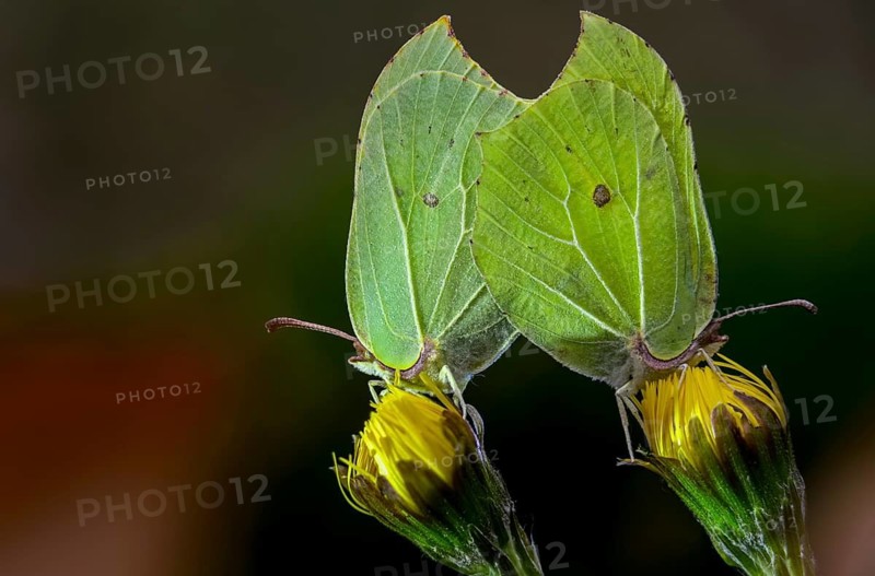 Brimestone, gonepteryx rhamni, butterfly, insects, copula, mating, butterflies, butterflies