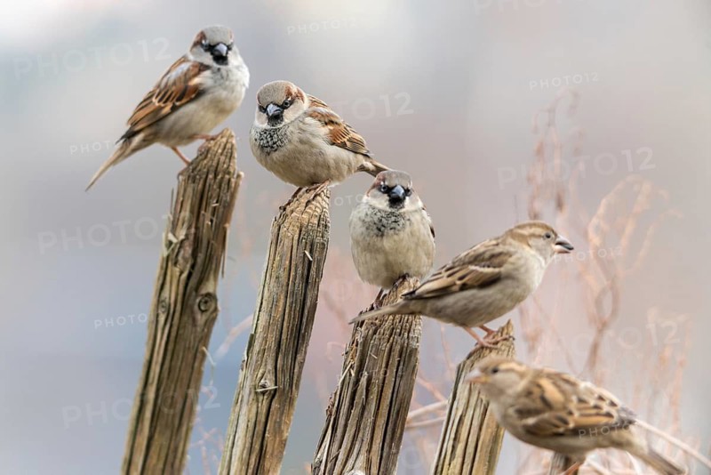 House sparrow, passeri, songbirds, sparrow, birds, female, garden fence, male, passeri, songbirds, sparrow, sparrow, sparrow, sparrow, sparrow, sparrow, sparrow, sparrow, birds, female