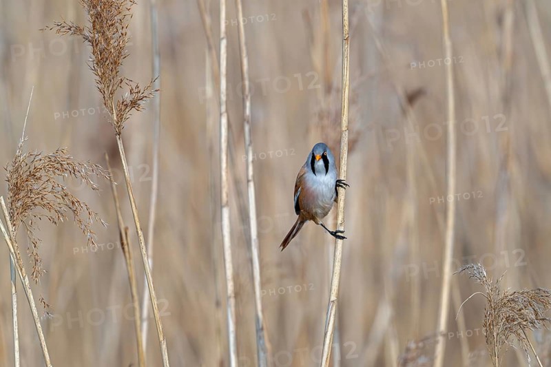 Bearded reedling, bearded tit (Panurus biarmicus) adult male perched on reed stem while foraging in reedbed at wetland in spring