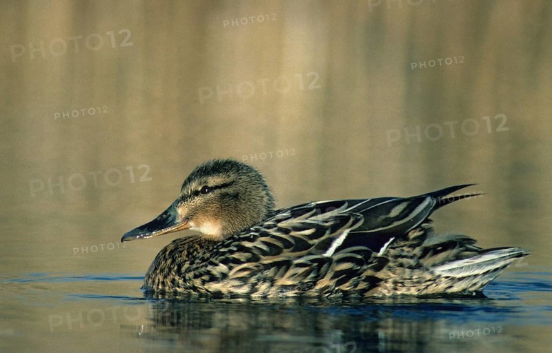 Anas platyrhynchos, mallard, mallard, anatidae, birds, ducks, ducks, ducks, female, leo, birds, waterbirds, waterbirds, female