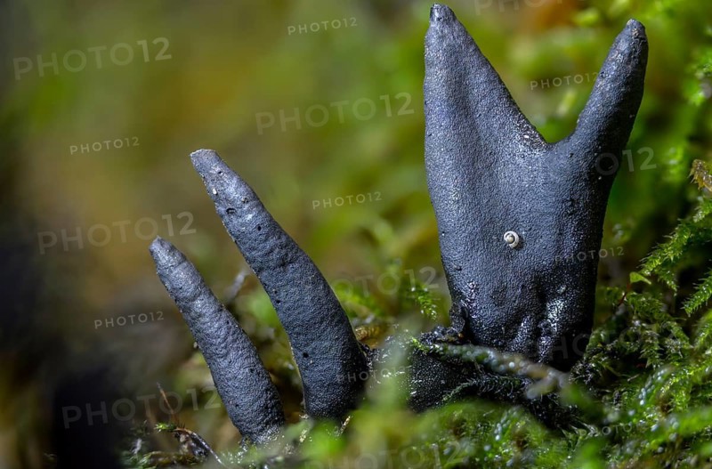 Black finger mushroom, dead man's finger, wooden club, variable wooden club, multi-shaped wooden club, xylaria clavata, xylaria polymorpha, fungi, fungus, mushrooms
