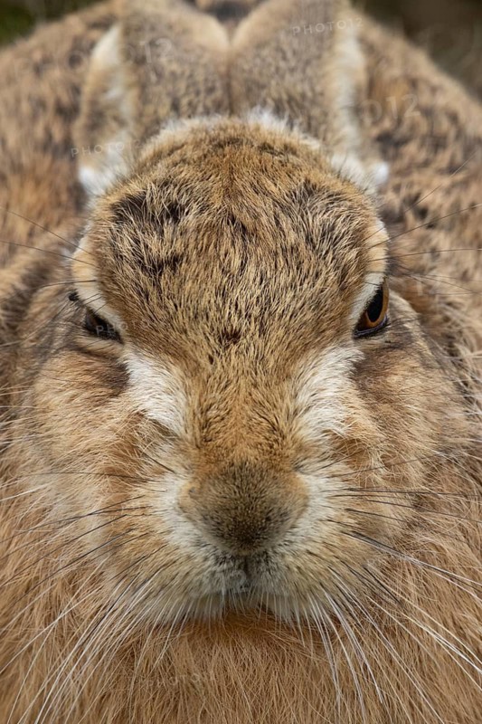 European brown hare (Lepus europaeus) adult animal head portrait, England, United Kingdom