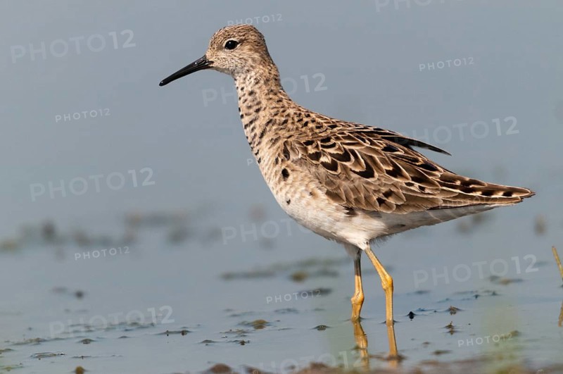 Calidris pugnax, fighter runner, philomachus pugnax, ruff, birds, charadriiformes, female, limikolen, resting dress, snipe birds, scolopacidae, birds, waders, waders, female