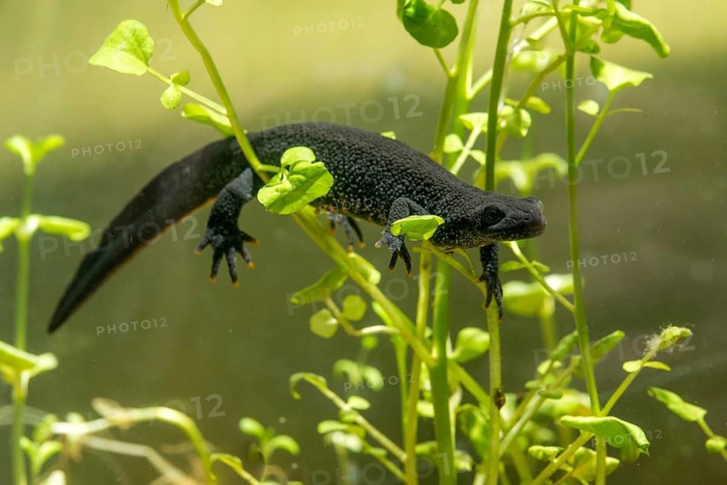 Great crested newt, crested newt, northern crested newt, Triturus cristatus, amphibians, amphibians, female amphibians, newt, newt, northern crested newt, warty newt, female