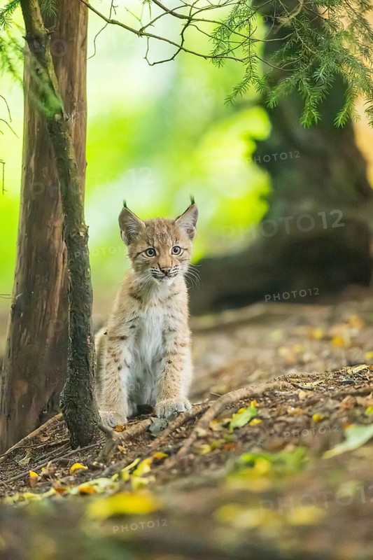Eurasian lynx (Lynx lynx) youngsters (cub) sitting in a forest, Bavaria, Germany