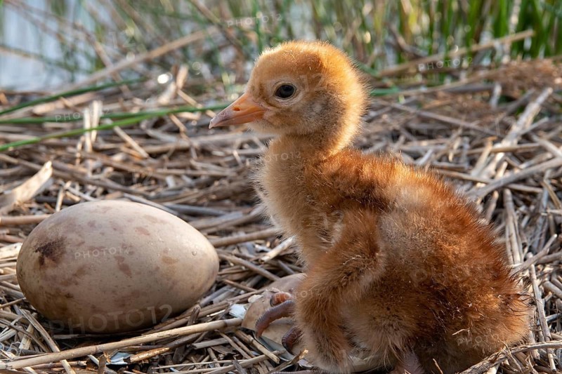 Brandenburg, Crane, Germany, Grus Grus, Crane, Nabu, Nabu Project, National Natural Heritage, Grünhaus Nature Paradise, Post-Mining Landscape, Birds, Egg, Gruidae, Gruiformes, Greenhouse, Adolescent, Young Bird, Juvenile, Crane Birds, Nest, Hatching, Wingbirds, Birds