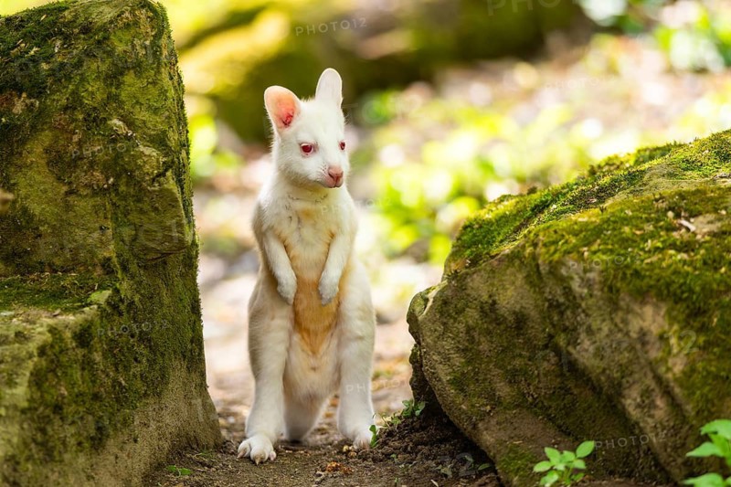 White Tammar wallaby (Macropus eugenii), albino, youngster on the ground in spring, Germany