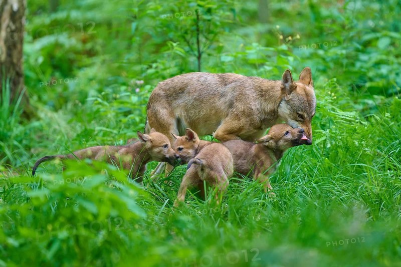 A wolf family in the lush forest, summer, wolf (Canis lupus), Germany