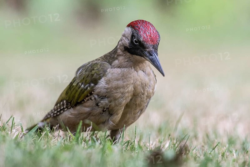 Green Woodpecker (Picus viridis), Emsland, Lower Saxony, Germany