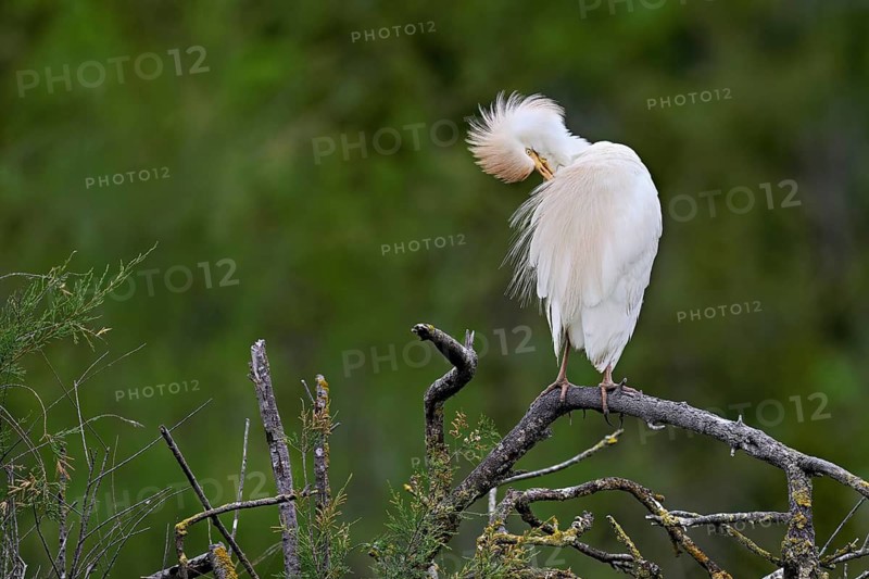 Cattle egret (Bubulcus ibis), perched on a branch, Camargue, southern France, France