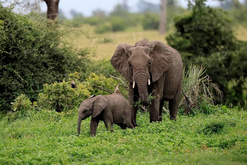 African elephant (Loxodonta africana), adult, female, calf, feeding, social behaviour, Kruger National Park, Kruger National Park, South Africa