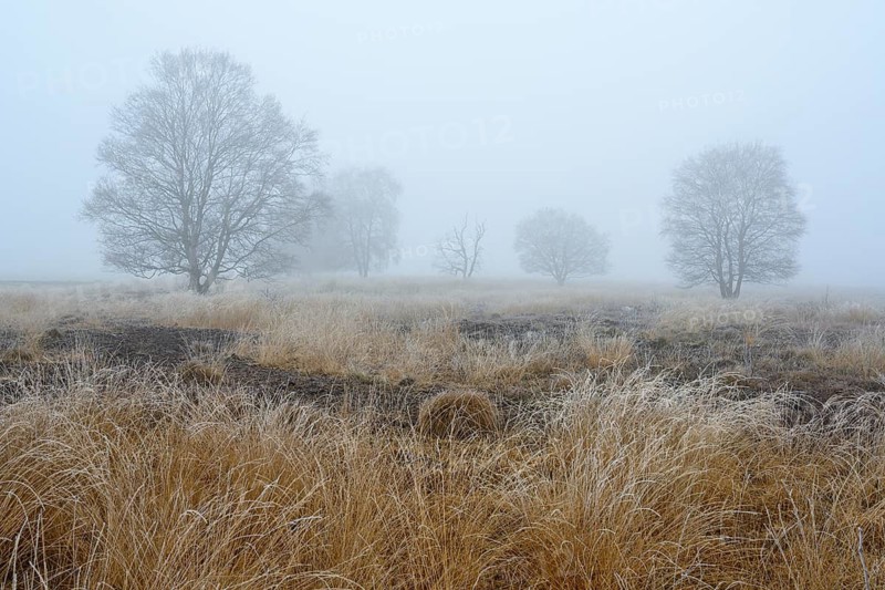 Birches in winter Rehdener Geestmoor in fog, Diepholzer Moorniederung, Rehden, Lower Saxony, Germany