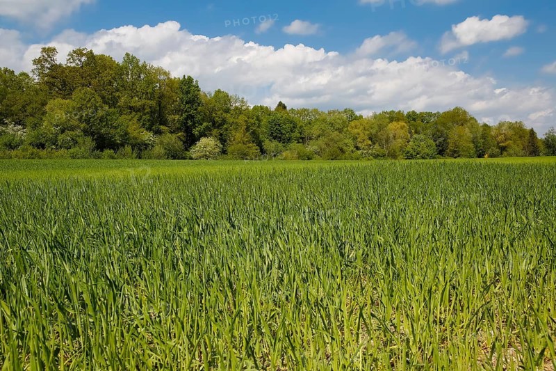 Field near quarry lake, green, blue sky, clouds, shrubs in the back, agricultural area, species protection, aquatic ecology, habitat, restoration, Laizer quarry lake, nature conservation in the Paultertal industrial park, Laiz-Inzigkofen, Sigmaringen district, Baden-Württemberg, Germany