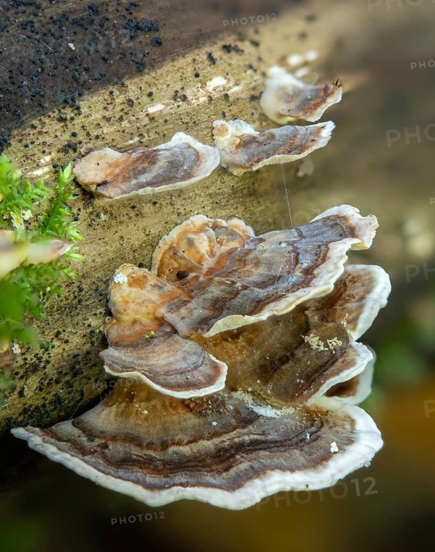 Colorful tramete, coriolus versicolor, butterfly porling, butterfly tramete, trametes versicolor, fungi, fungus, high size, portrait format, mushrooms, turkey tail
