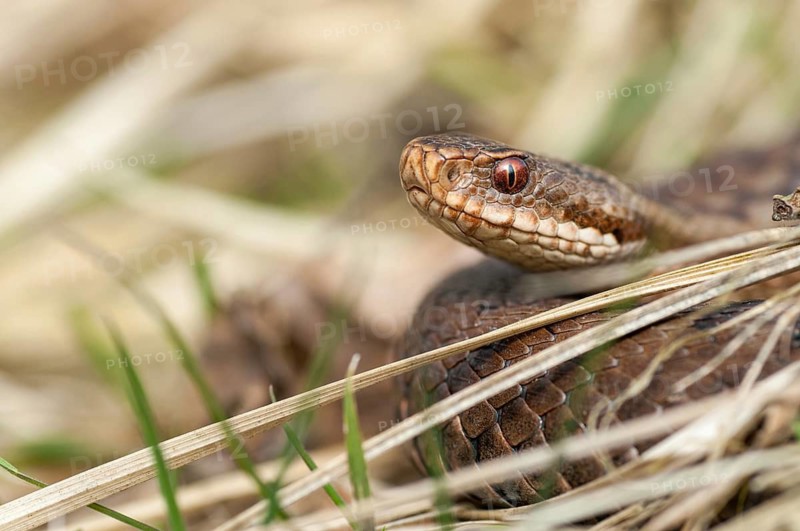 European adder, European viper, venomous snake, vipera berus, critters, poisonous reptilia, reptilia, snakes, snakes