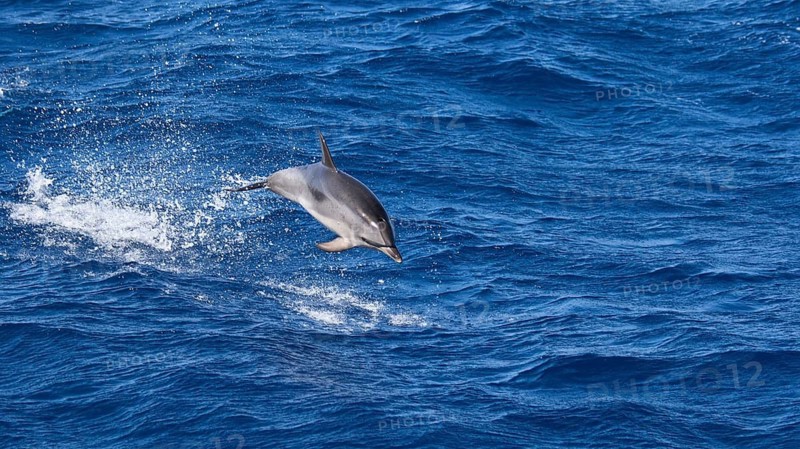 A dolphin (Delphinidae) leaps vividly through the blue waters of the sea, whale watching boat tour, whale watching, whales, dolphins, west coast, Tenerife, Canary Islands, Spain