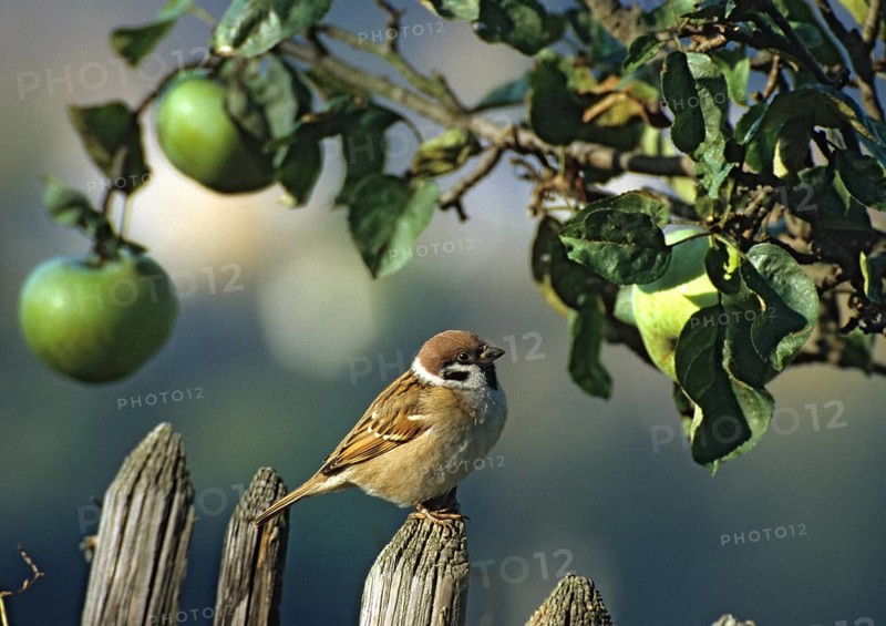 Tree Sparrow, Passer Montanus, Sparrow, Birds, Garden, Garden Fence, Garden Fence, Leo, Passeri, Songbirds, Summer, Songbirds, Sparrow, Sparrow, Sparrow, Sparrow, Sparrow, Summer, Birds, Apples