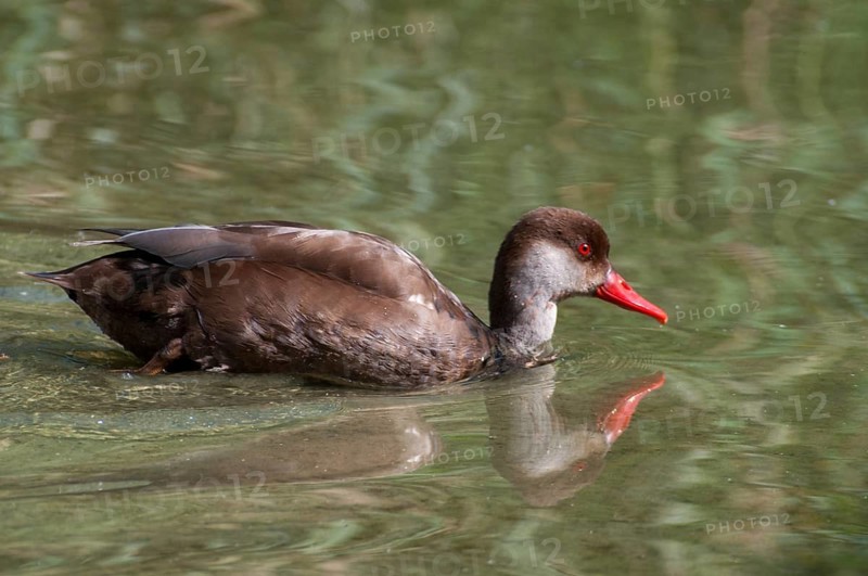 Common duck, netta rufina, red-crested pochard, anatidae, birds, ducks, ducks, ducks, resting dress, birds, waterbirds, waterbirds