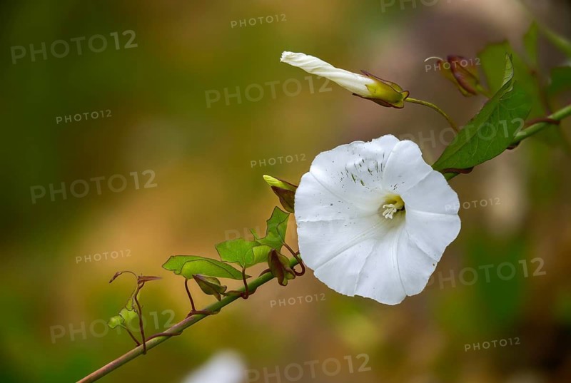 Calystegia sepium, real fence wind, rutland beauty, fence winch, bellbind, bugle vine, flora, granny pop out of bed, heavenly trumpets, hedge bindweed, plants, plants