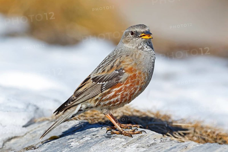 Alpine Accentor (Prunella collaris), Valais, Switzerland