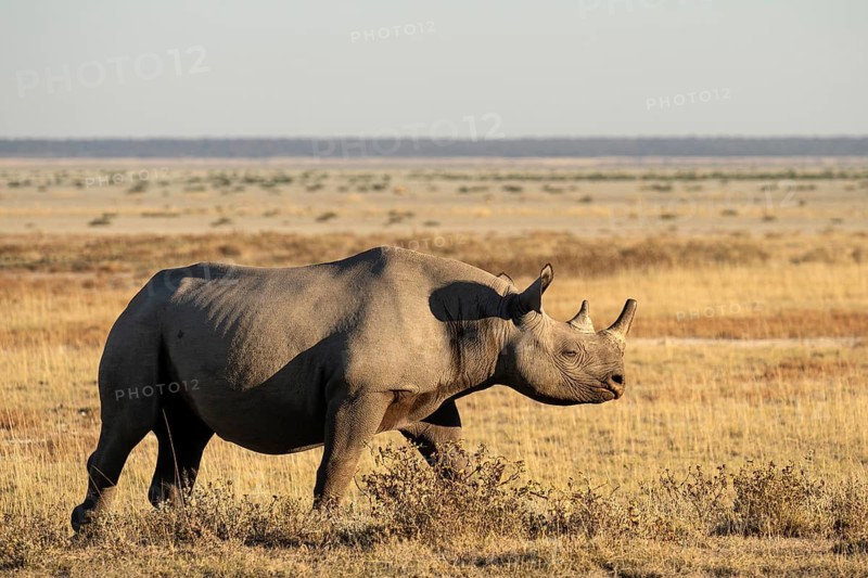 A black rhinoceros (Diceros bicornis) strides across the savannah, Etosha National Park, Namibia