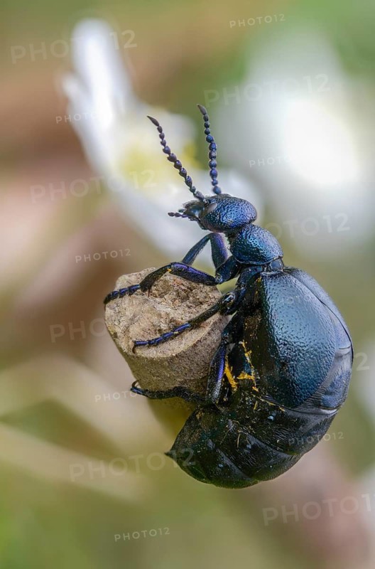 Blue mayworm, meloe cf violaceus, meloe violaceus, meloid beetle, purple oil beetle, beetle, coleoptera, high size, portrait format, insects, beetles, oil beetle, oil beetle