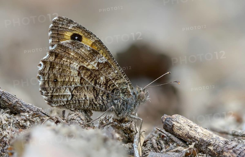 Brandenburg, Germany, Hipparchia Semele, Nabu, Nabu project, national natural heritage, Grünhaus natural paradise, ochre-bound velvet butterfly, rock grayling, post-mining landscape, butterfly, grayling, green house, insects, butterflies, butterflies, butterflies