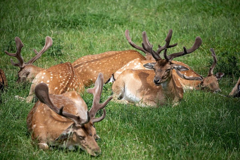 Fallow deer, Tierpark Ivenack, Ivenacker Eichen, Mecklenburg-Western Pomerania, Germany
