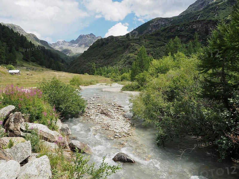 A clear mountain stream flows through a green mountain landscape, surrounded by forest and meadows, Binntal Landscape Park, Goms, Canton of Valais, Switzerland