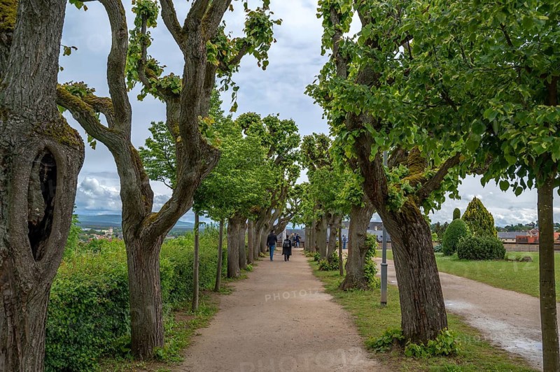 Avenue of lime trees (Tilia) in the grounds of St Michael's Abbey Church, Michelsberg 10, Bamberg, Upper Franconia, Bavaria, Germany
